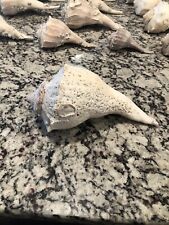 Sea shell seashell for sale  Cape Coral