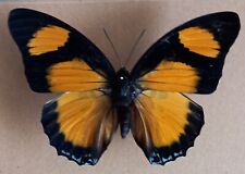 Charaxes Fournierae A1 Pair #2. Both In Beautiful Condition for sale  Shipping to South Africa