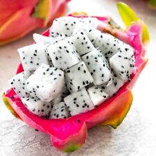 Dragon fruit rooted for sale  Fort Pierce