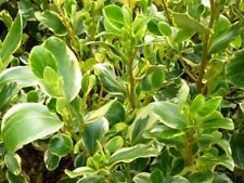 Griselinia variegata hedging for sale  Shipping to Ireland