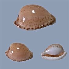 Cypraea algoensis, Hout Bay, S.Africa, 22.4mm, DEEP COLORS, SELECTED QUALITY for sale  Shipping to South Africa