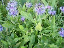 Flockenblume centaurea montana gebraucht kaufen  Donauwörth