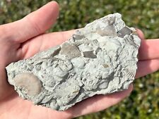 Big fossil brachiopods for sale  Coppell