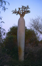 10 Pachypodium geayi BAOBAB semi seed korn alberi palma for sale  Shipping to South Africa