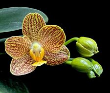 Rare phalaenopsis indian for sale  BRISTOL