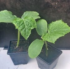 Cucumber vegetable plants for sale  LINCOLN