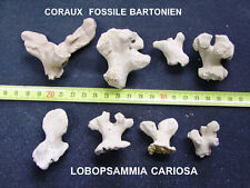 Coraux coral lobopsammia d'occasion  Expédié en Belgium