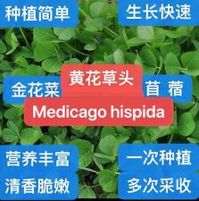 500 medicago hispida for sale  Monterey Park