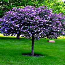 Common lilac purple for sale  Lincolnton