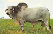 1974 brahman bull for sale  Fenton