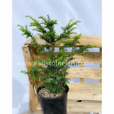Yew trees 2.5l for sale  COLCHESTER