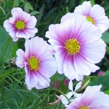 Flower cosmos bipinnatus for sale  SALISBURY