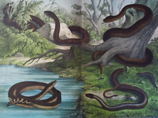 Grass snake, slow worm, water snake ,...lithograph...1886 for sale  Shipping to South Africa