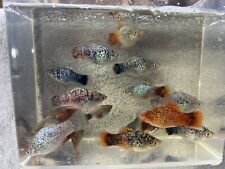 Assorted premium platy for sale  Dunn