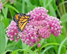 Swamp rose milkweed for sale  Wichita