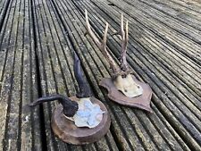 mounted deer antlers for sale  LEICESTER