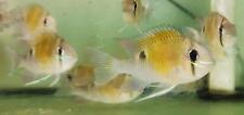 Cupido cichlid wild for sale  Fort Lauderdale