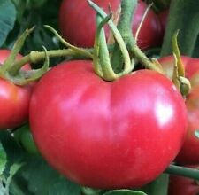 Bradley tomato seeds for sale  Berwyn
