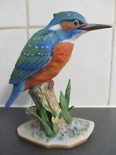 Maruri kingfisher bird for sale  STOURBRIDGE