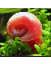 Pink pearl ramshorn for sale  NEWCASTLE
