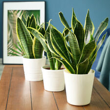 Sansevieria house plant for sale  IPSWICH