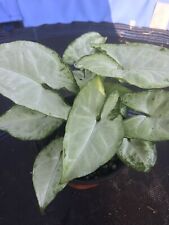 Syngonium arrowhead indoor for sale  Riverview