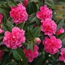 Camellia debbie plant for sale  MARCH
