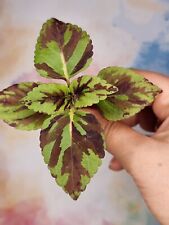 Coleus christmas candy for sale  SOUTHEND-ON-SEA