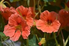 Nasturtium tropaeolum salmon for sale  SALISBURY