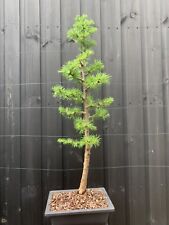 Larch bonsai tree for sale  STOKE-ON-TRENT