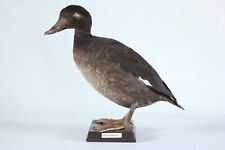 Usado, Taxidermia - Scoter de veludo (Melanitta fusca) - F - com permissão - não CITES comprar usado  Enviando para Brazil