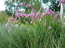 Dierama pulcherrimum seeds for sale  SWINDON