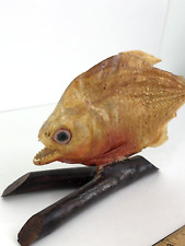 Taxidermy piranha fish for sale  White Bluff