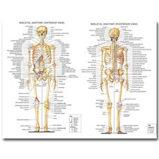 82414 Skeletal System Human Anatomy Medical Education Wall Print Poster Plakat comprar usado  Enviando para Brazil