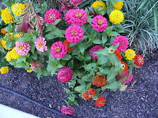 Zinnia button box for sale  Phoenix