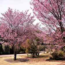 Okame cherry tree for sale  Omaha