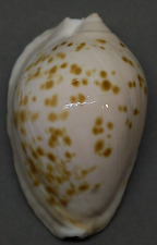 Used, SEA SHELL ZOILA MARGINATA ORIENTALIS RAYBAUDI 57.3 mm NICE,  RARE COLORFUL SHELL for sale  Shipping to South Africa