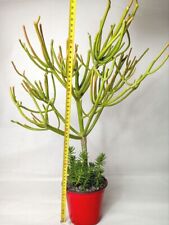 Euphorbia tirucalli big usato  Catania