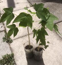 Plants live papaya for sale  Tampa