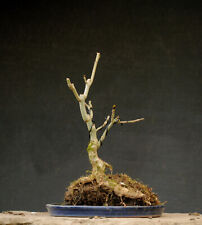 Bonsai outdoor hardy for sale  Shipping to Ireland