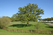 4ft english oak for sale  WEST MALLING