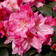 Großblumige rhododendron caru gebraucht kaufen  Bad Zwischenahn