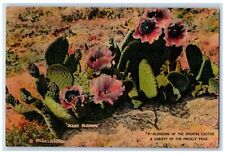 1950 Blossoms Of Opuntia Cactus Variety Of Prickly Pear Wide Flat Pads Postcard for sale  Shipping to South Africa