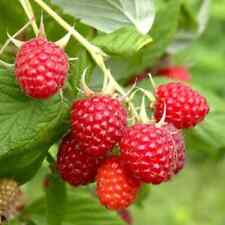 Organic everbearing raspberry for sale  King George