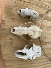 raccoon skull for sale  Danville