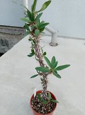 Euphorbia capuronii caudex gebraucht kaufen  Coswig