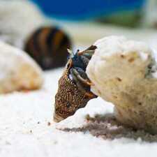 Common hermit crab for sale  BIRMINGHAM