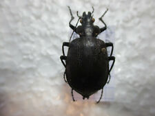 Entomology Carabidae Calosoma oceanicum Rare N. Caledonia for sale  Shipping to South Africa