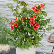 Campsis red trumpet for sale  PETERBOROUGH