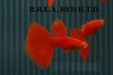 Breeding pair r.red for sale  SUNDERLAND